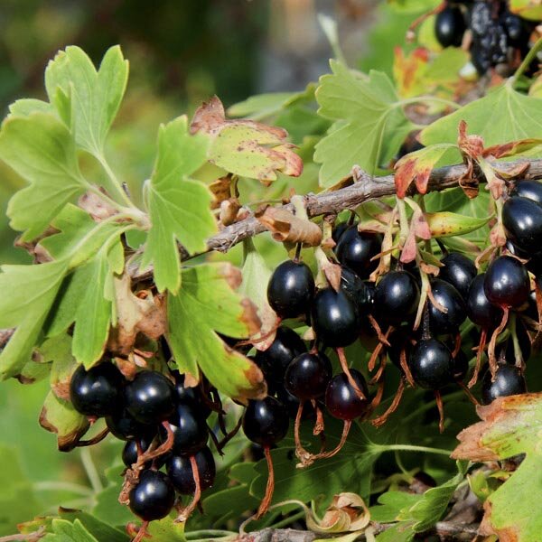 Clove Currant